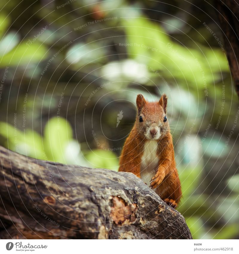 usual seat Environment Nature Plant Animal Tree Pelt Wild animal Animal face 1 Sit Small Natural Curiosity Cute Brown Green Red Squirrel Rodent Branch Snapshot