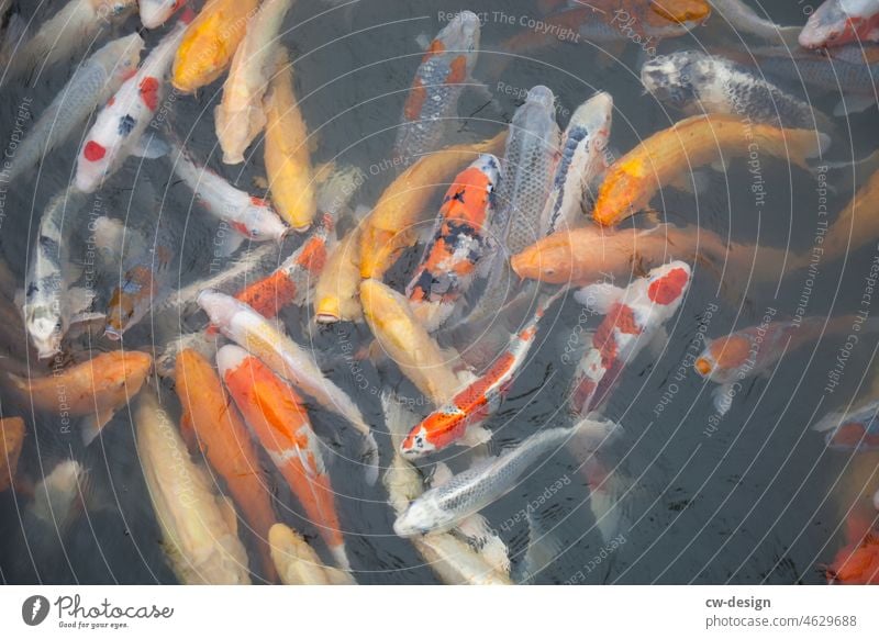 On Japan Koi Fish Water Pond Orange Bird's-eye view