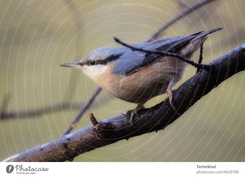 nuthatch on a branch songbird Bird Animal Nature Exterior shot Colour photo Small Songbirds Animal portrait Wild animal Cute Beak Environment Garden Feather