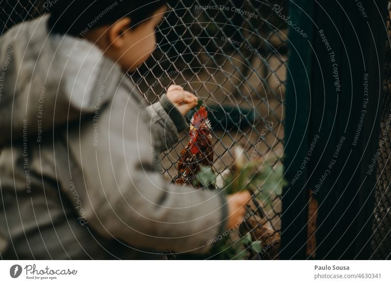 Child feeding rooster childhood Caucasian 1 - 3 years Boy (child) Feeding Feed the birds Love of animals Rooster Life Joy Lifestyle Authentic Colour photo Day