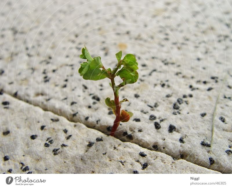 The power of nature Plant Plantlet Stone floor To break (something) Growth Green Furrow Power Nature niggl
