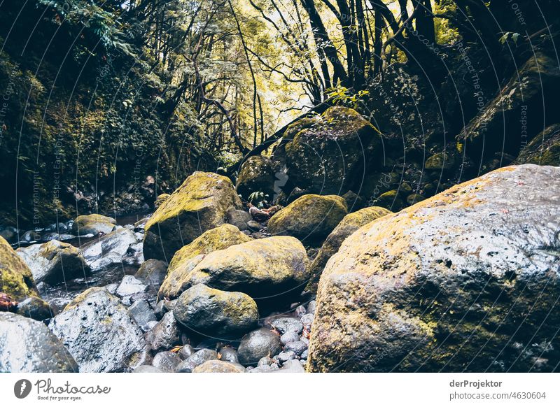 Stream in the forest in the Azores Central perspective Deep depth of field Sunlight Reflection Contrast Shadow Copy Space middle Copy Space bottom