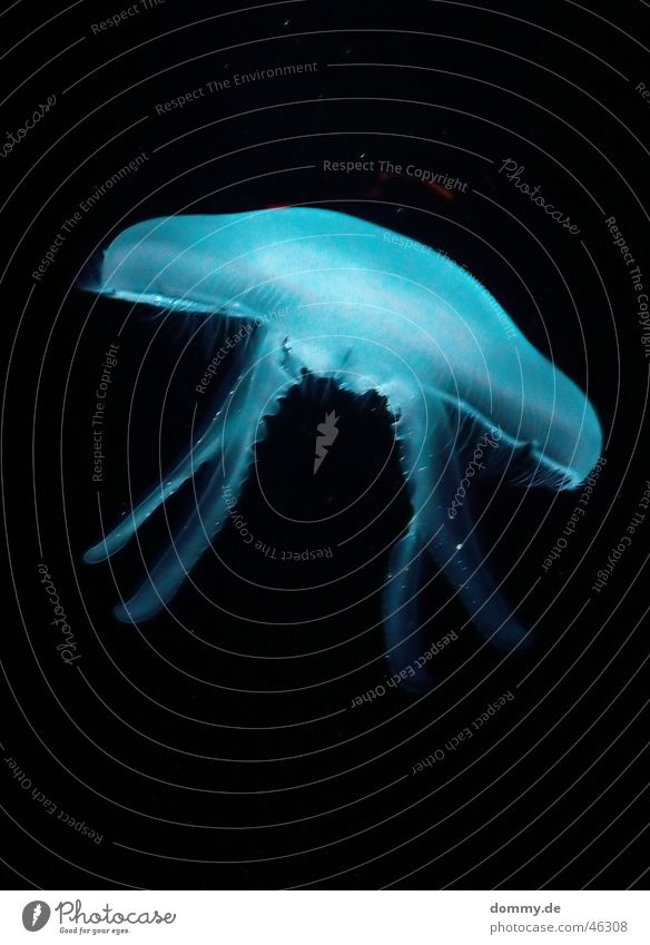 Jellyfish 2 Ocean Tentacle Living thing Round Beautiful Dangerous Animal Blue Lamp Life Underwater photo