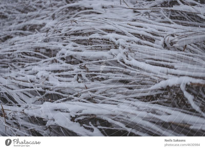 close up of snow covered river grass and reeds - a Royalty Free