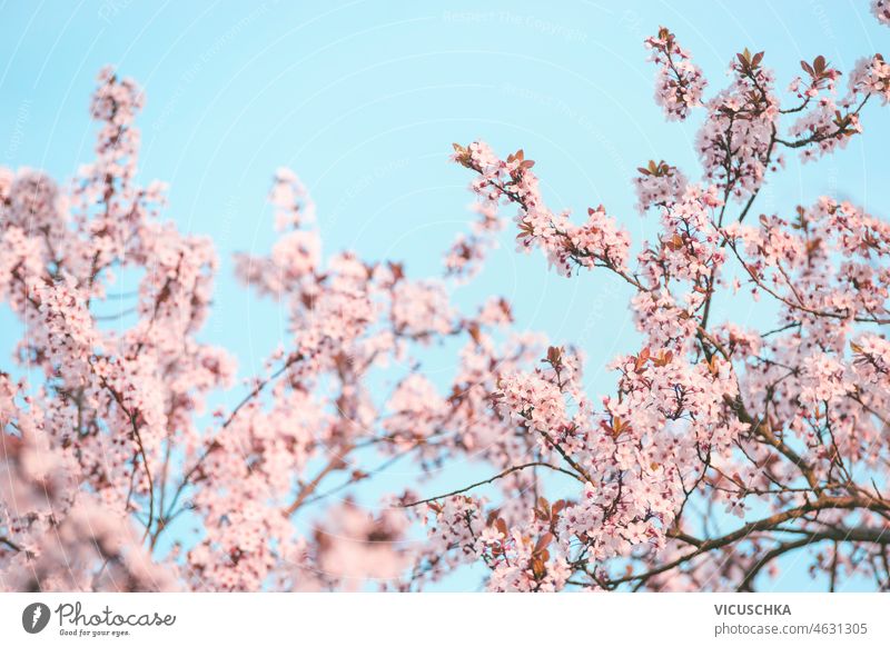 Pink cherry blossom at blue sky background. pink outdoor seasonal springtime blooming cherry tree blurred effects beautiful branch floral flower front view