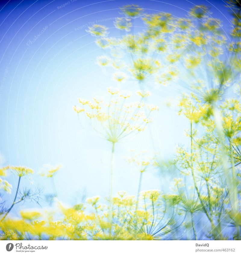 supernova Environment Nature Plant Summer Agricultural crop Dill Dill blossom Garden Fantastic Blue Yellow Colour Colour photo Exterior shot Detail Abstract