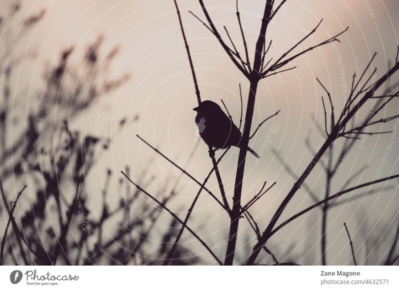 Bird on branch silhouette in moody and dreamy twilight bird pensive thoughtful Twilight morning Evening abstract Feminine Spring winter weather thinking looking