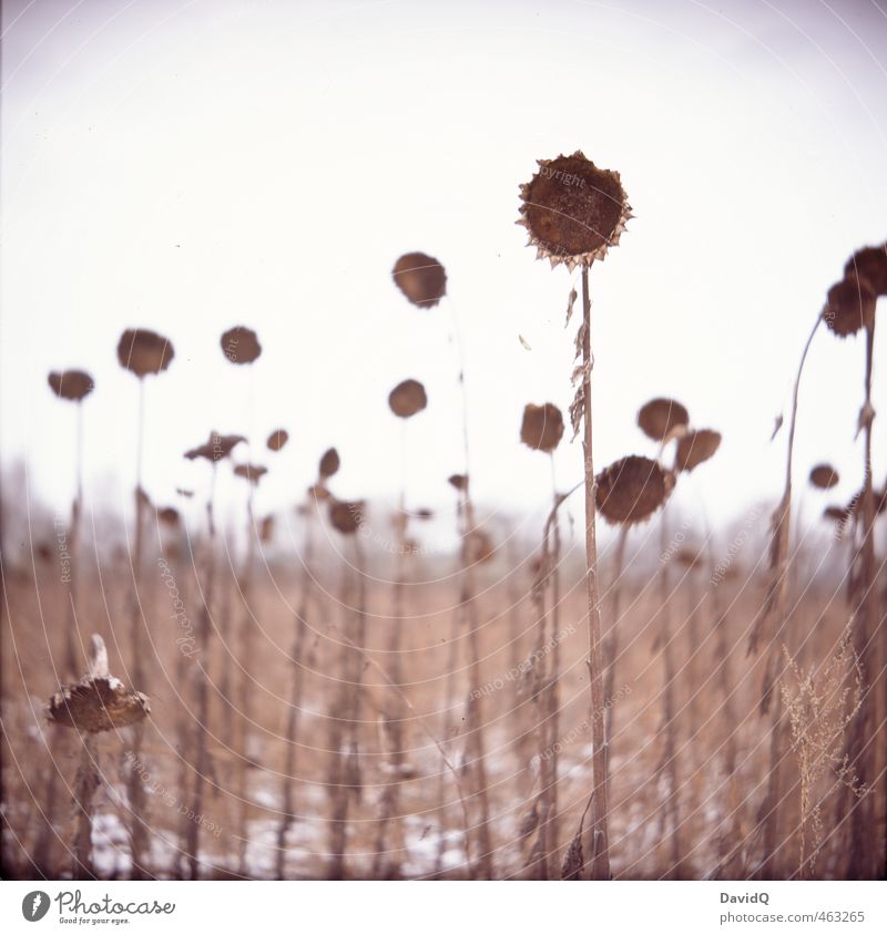 stay until the end Environment Nature Landscape Plant Sky Winter Snow Sunflower Field Old Dark Strong Brown Hope Sadness Grief Death Fatigue Exhaustion