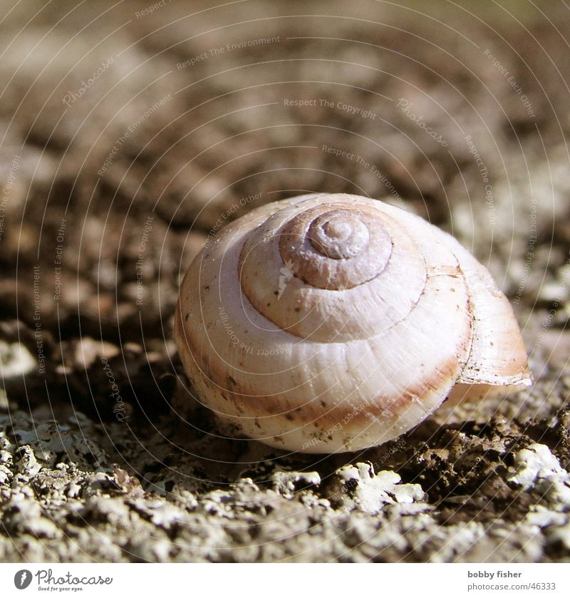 schnegge Animal House (Residential Structure) Loneliness Nutrition France Snail Nature Garden Macro (Extreme close-up) Floor covering Sand Stone