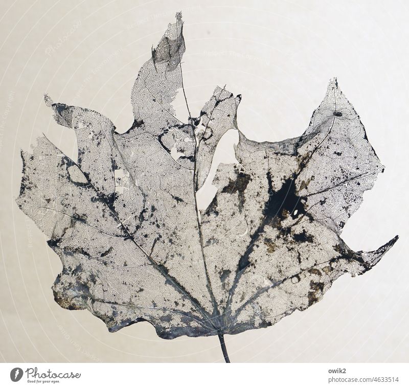 Autumn Leaves PNG, Fall Leaves Clip Art, Detailed Autumn Leaf, Botanical  Line Art, Hand Drawn Autumn Clip Art, Vintage Illustration Download - Etsy