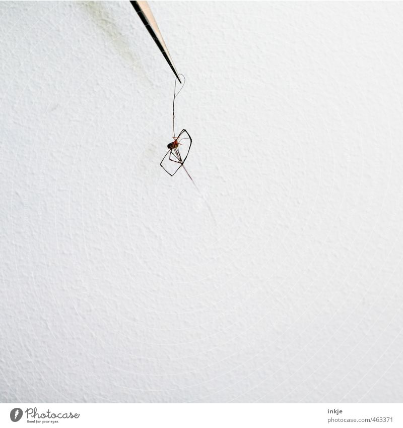 loft find Animal Spider 1 Tweezers To hold on Hang Thin Disgust Small Long Emotions Death End Bright background Colour photo Subdued colour Interior shot