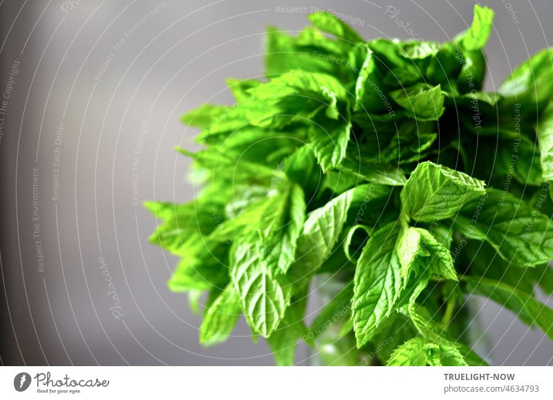 Mint green and fresh / Here bundled on the table / Dreaming of summer herbs Herbs and spices mentha mentheae Mints Laminaceae Plant Fresh Green Leaf Food