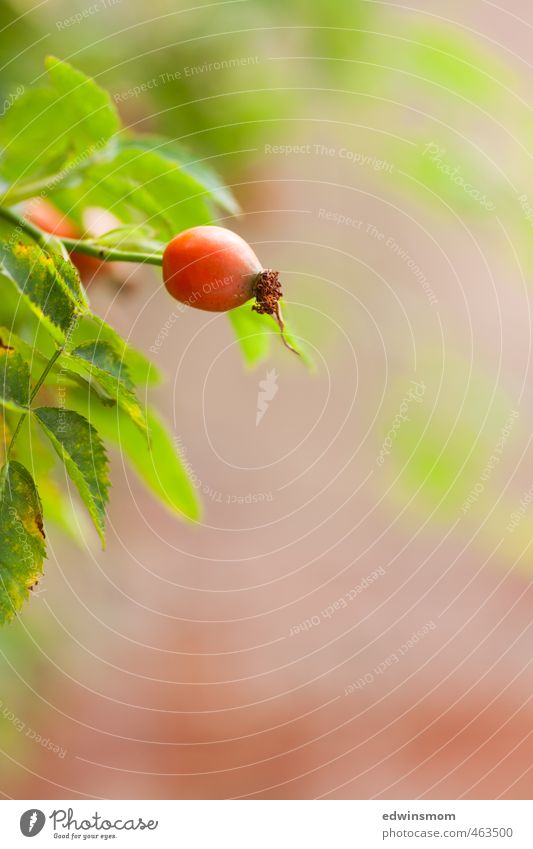 Autumn. Rosehip. Nature Plant Animal Agricultural crop Wild plant Rose hip Garden Blossoming Looking Faded To dry up Growth Natural Thorny Green Red