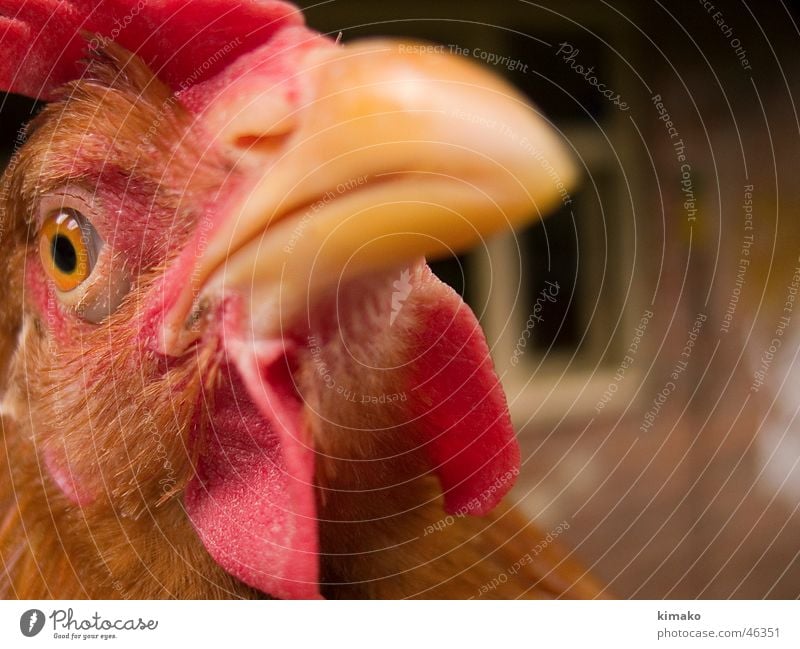 My chicken friend I Bird Farm Barn fowl Eyes Red Head Animal Narrow Mexico