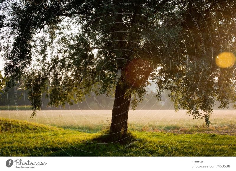 light Environment Nature Landscape Sunlight Summer Climate Beautiful weather Tree Park Meadow Illuminate Growth Esthetic Healthy Moody Life Tree trunk Leaf