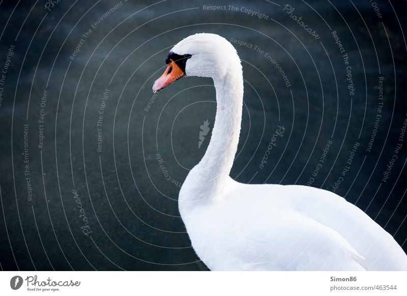 A Closeup White Swan with Fine Fishing Wire Around Neck Stock Photo - Image  of environment, habitat: 158534032