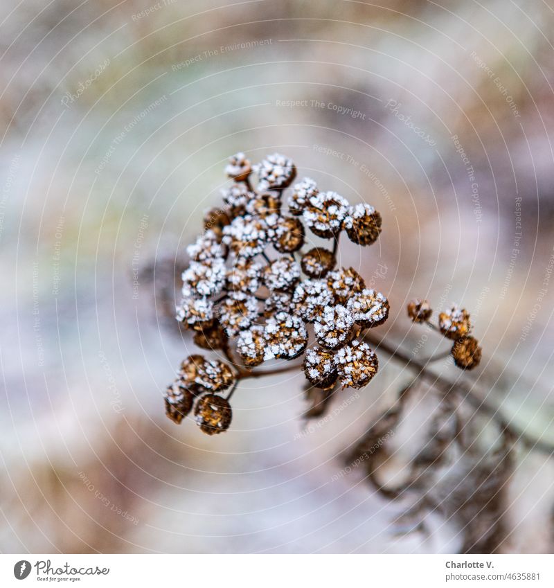 Withered and decorated with hoarfrost Shriveled dried up seed pods Plant Nature Colour photo Close-up Exterior shot Hoar frost Winter delicate colours