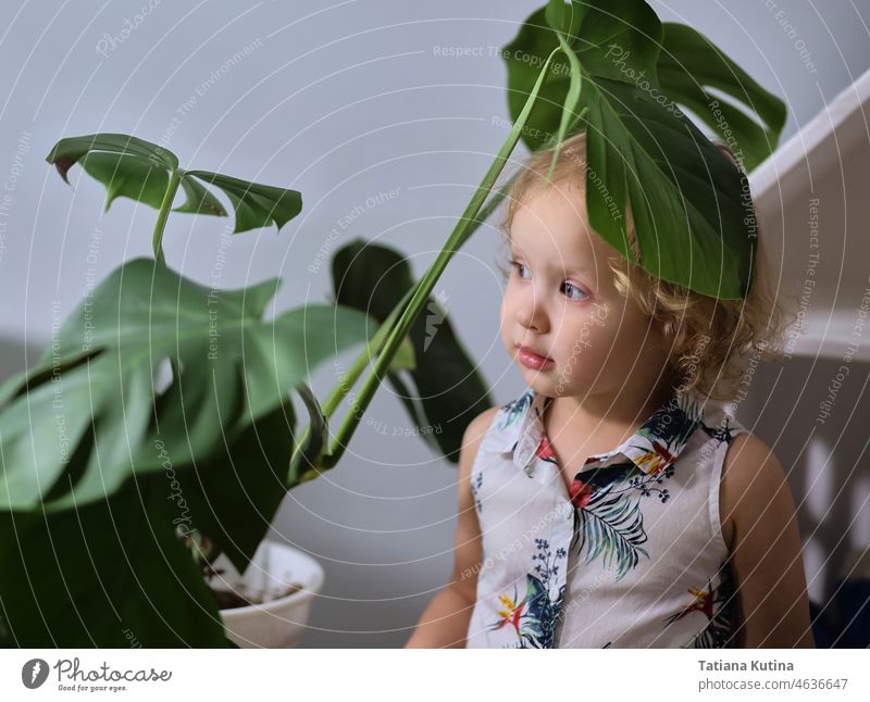 child at home in monstera leaves, a flower in a pot. aesthetics inspired by the jungle. Home flowers care little girl plant nature green interior houseplant