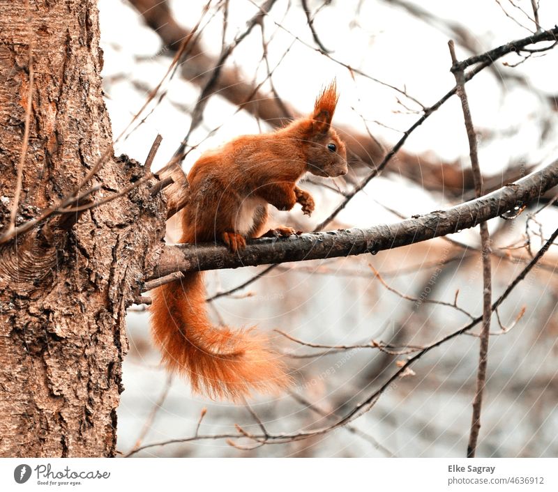 The squirrel - it is the cheeky lord of the trees - looks down from above Squirrel Animal portrait Exterior shot Rodent Colour photo Cute Wild animal Deserted