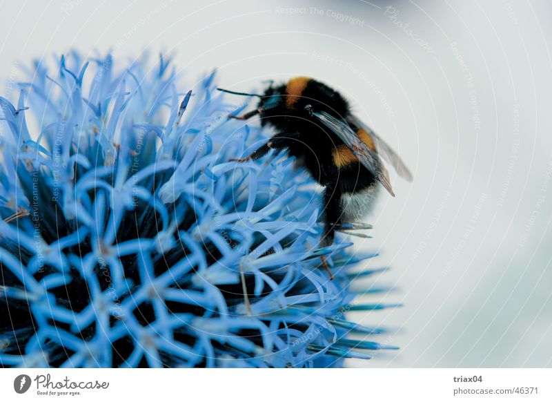 Bumblebee hungry Bumble bee Flower Close-up Nature blue thistle Macro (Extreme close-up)