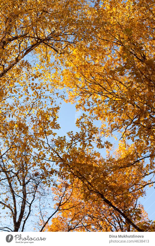 Trees with yellow golden orange leaves foliage with blue sky photographed from low angle. Trees with yellow foliage in autumn forest on sunny day. leaf weather
