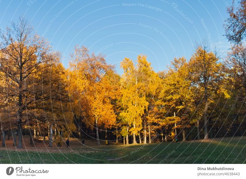 Autumn landscape of forest with yellow foliage on trees and clear blue sky and green grass. Copy space on top on the blue cloudless sky on sunny day. golden