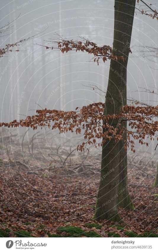 Portrait color photo in the forest with a beech (Fachs) and its foliage on a single branch in winter season and fog Beech wood Landscape Light Detail