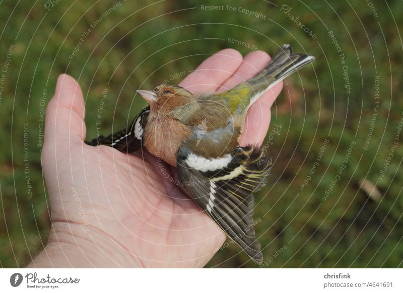 Dead bird in open hand Bird dead Death Dead animal Nature Sadness Colour photo Grief Exterior shot Transience Deserted Animal Grand piano Shallow depth of field