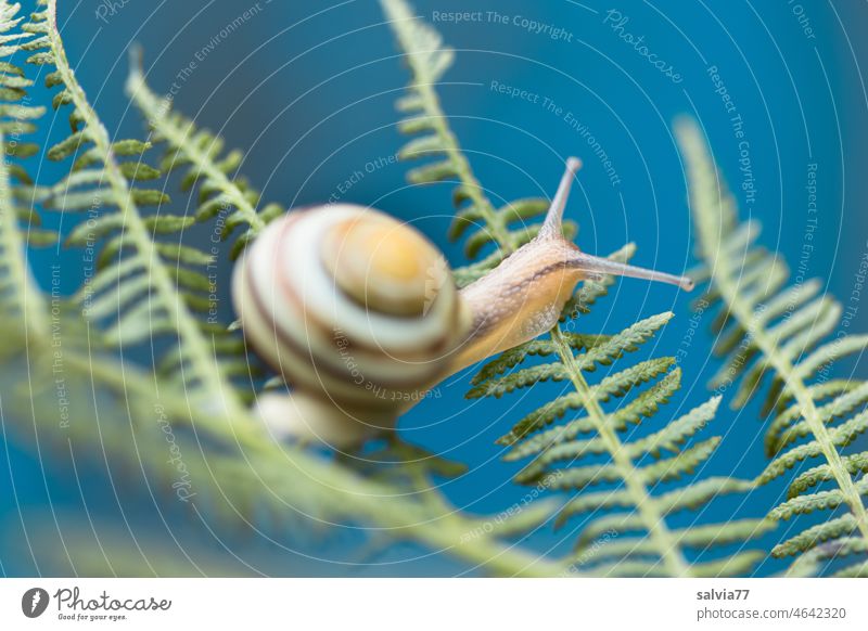 slowly but surely, the little snail glides over the ferns Crumpet Brown-lipped snail snails Feeler Goggle eyed Cottage Snails creep Slowly snail's pace obstacle