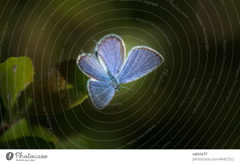 in bright blue and wide open wings the small blue butterfly sits on a leaf and enjoys the warmth of the sun Blue Butterfly green background Nature Plant Leaf