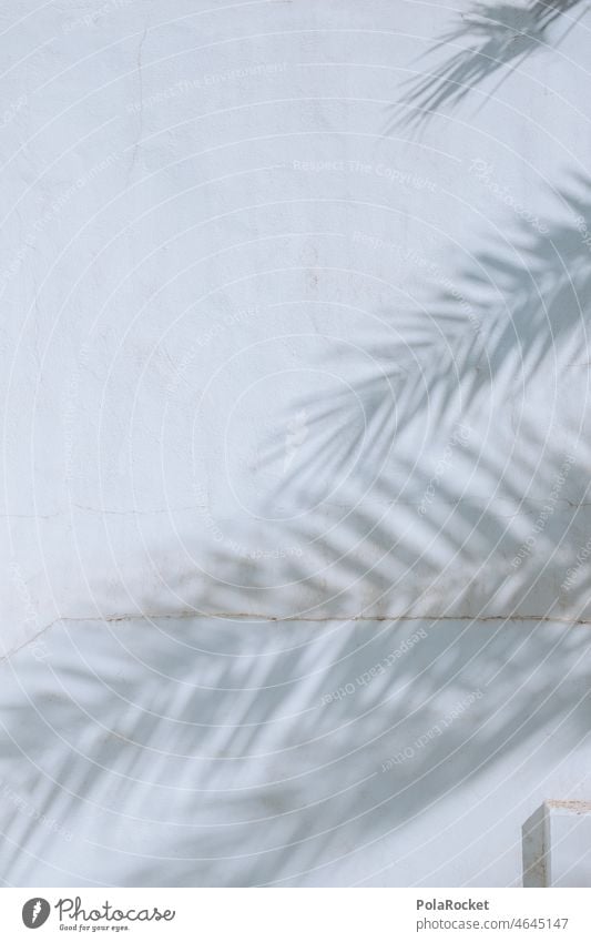#A0# Palm shade Palm tree Palm frond palms Palm roof palm branches Shadow Shadow play vacation Vacation mood Vacation photo Vacation destination