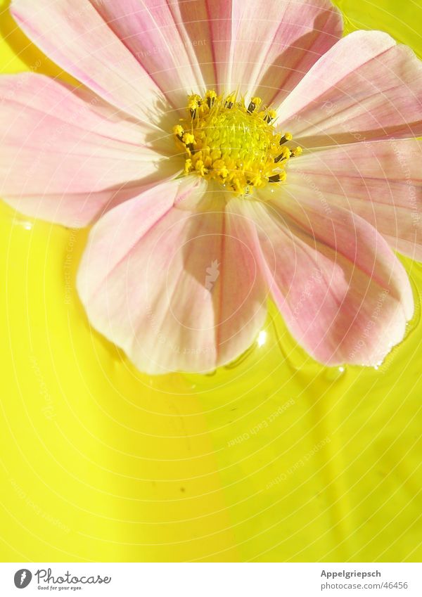 a little flower Flower Pink Yellow Summer Blossom Water