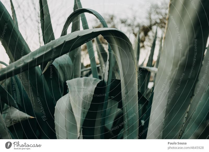 Agave leaves agave plant Agave leaf Environment Succulent plants Close-up Plant Nature Green Thorn Leaf Structures and shapes background Desert Exotic Detail