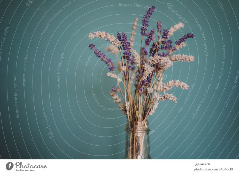 lavender Lavender Bottle Neck of a bottle Blue Violet Vignetting Plant Flower arrangement Blossom Houseplant Natural Colour photo Detail Deserted