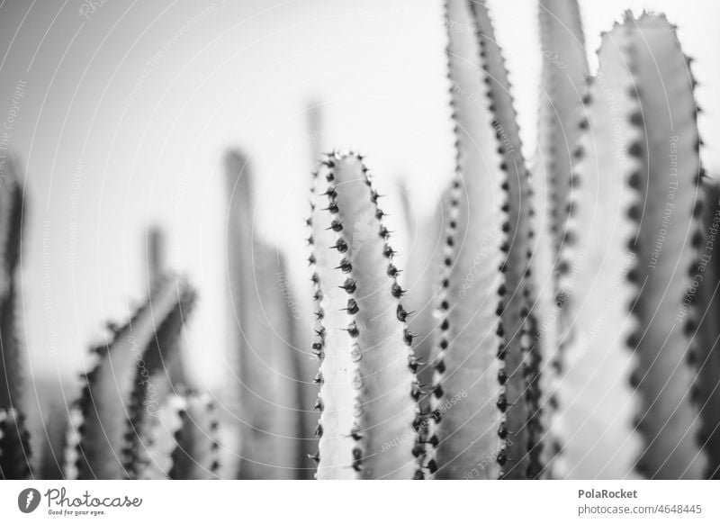 #A0# Cacti black and white succulent Succulent plants aridity Fuerteventura Canary Islands Canaries Cactus field cactus plant Cactusprickle Cactus flower cacti