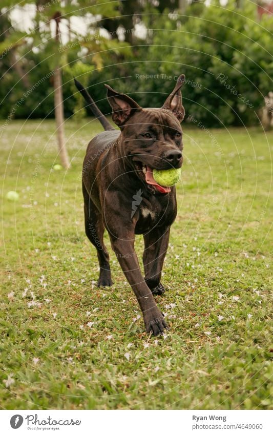 Pitbull Playing in Garden. staffordshire terrier canine puppy pitbull tennis ball running skipping biting excited jumping happy ear flop joy garden park grass