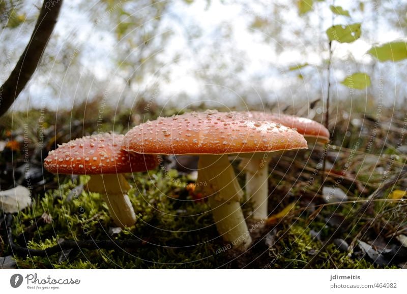 fly agaric Environment Nature Plant Mushroom Amanita mushroom Meadow Natural Red Happy Autumn Colour photo Exterior shot Close-up Detail Day Central perspective