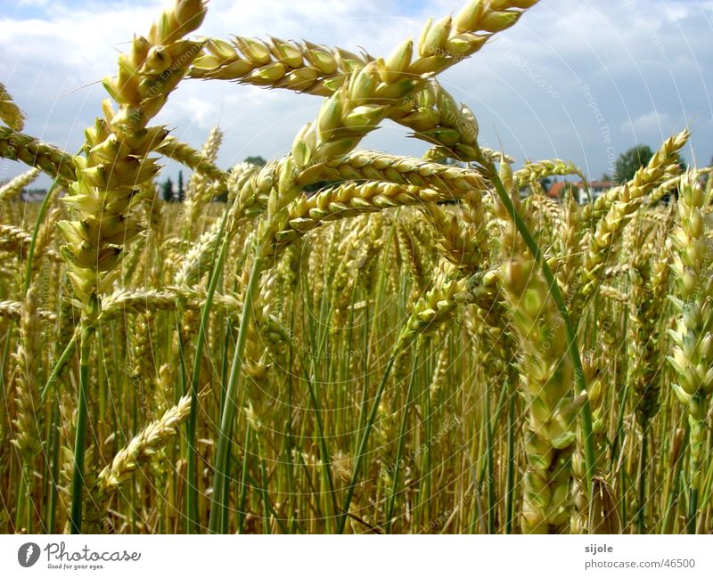 cereals Grain Blade of grass Wheat Immature Yellow Green Field