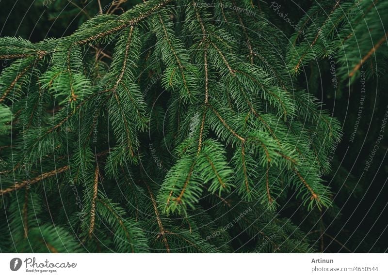 spruce tree leaves