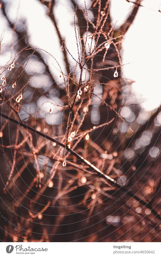 Bright seeds in autumn Sámen Nature plants cloudiness branches Autumn Winter bokeh luminescent Seasons Forest Bleak warm colors Nature's cycle