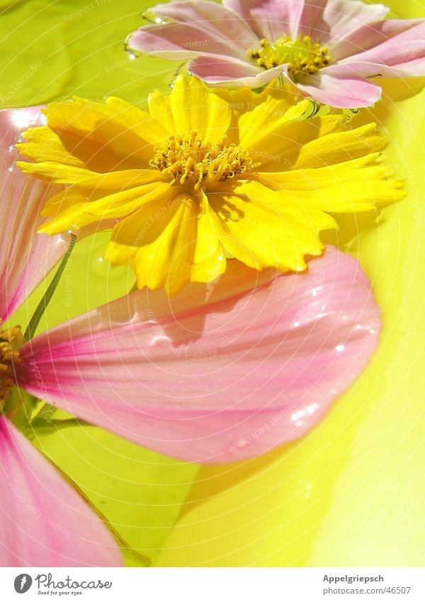 three little flowers 3 Flower Summer Yellow Pink Blossom Water Sun