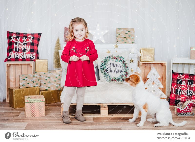 little girl at home standing by jack russell dog. Kid wearing red christmas dress at home over christmas decoration. Holiday concept pet indoor owner small