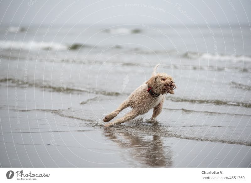 U-turn | A dog turns back Dog Turnaround Turn back Exterior shot Animal Pet Ocean Water Joie de vivre (Vitality) Animal portrait Colour photo Happiness Playing