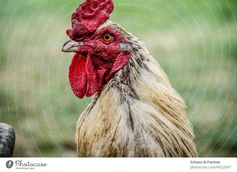 Portrait of a rooster Rooster Cockscomb portrait animal portrait Farm Keeping of animals Free-range rearing Farm animal Animal Exterior shot Animal portrait