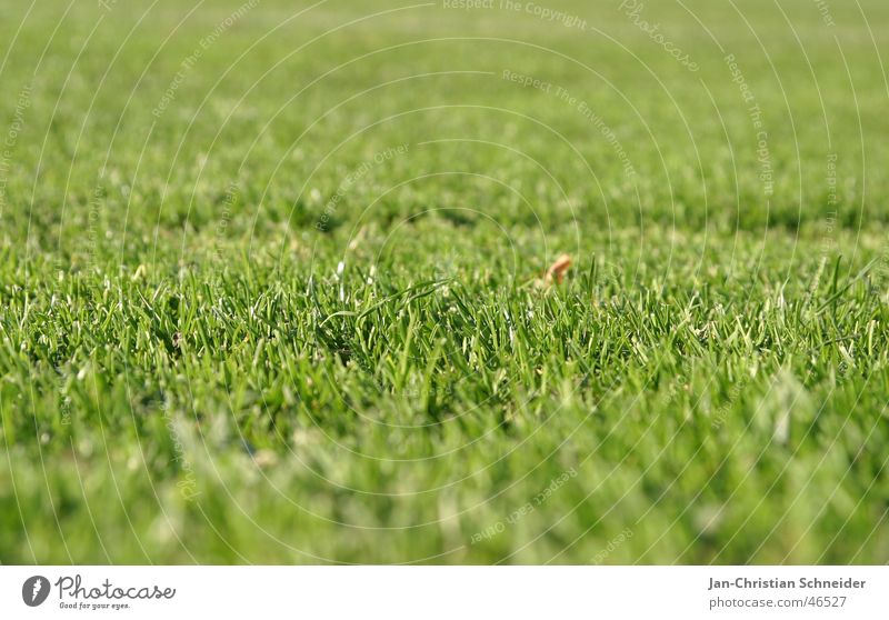 lawn Football pitch Green Grass Field Lawn