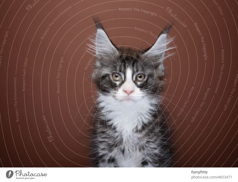 cute tabby white maine coon kitten portrait cat maine coon cat purebred cat longhair cat feline fluffy fur one animal indoors studio shot brown brown background