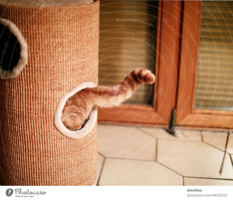 The tail of a red tabby cat wriggles out of a hole in the cat scratching post. Cat hangover Tails Red mackerelled red-mackerel Pet predator disorientation