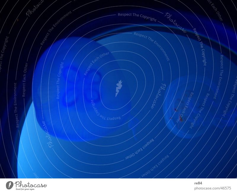 Jellyfish - Sea Life Oberhausen Lake Ocean Black Aquarium Liquid Sealife Living thing Animal sea North Sea Baltic Sea Blue Water Nature