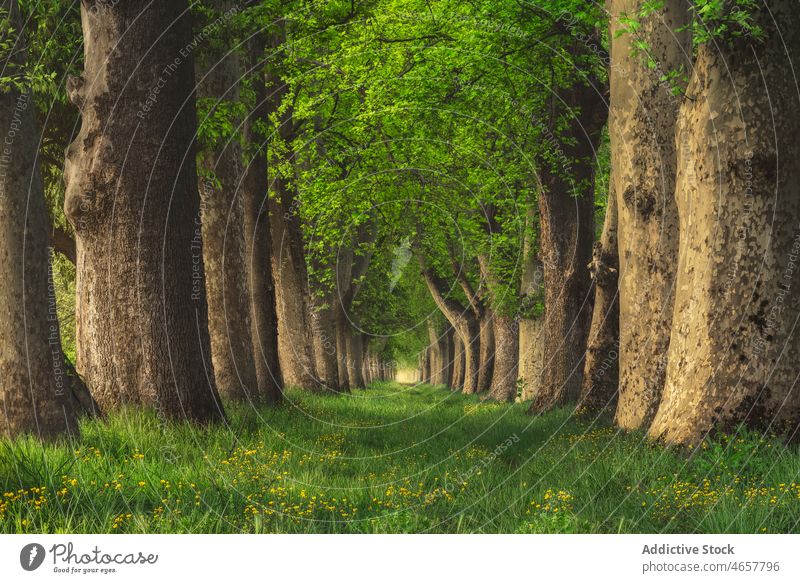 Rows of trees in forest plant woods woodland nature vegetate grow grove path footpath spring pathway grass growth environment lush high scenic flora summer