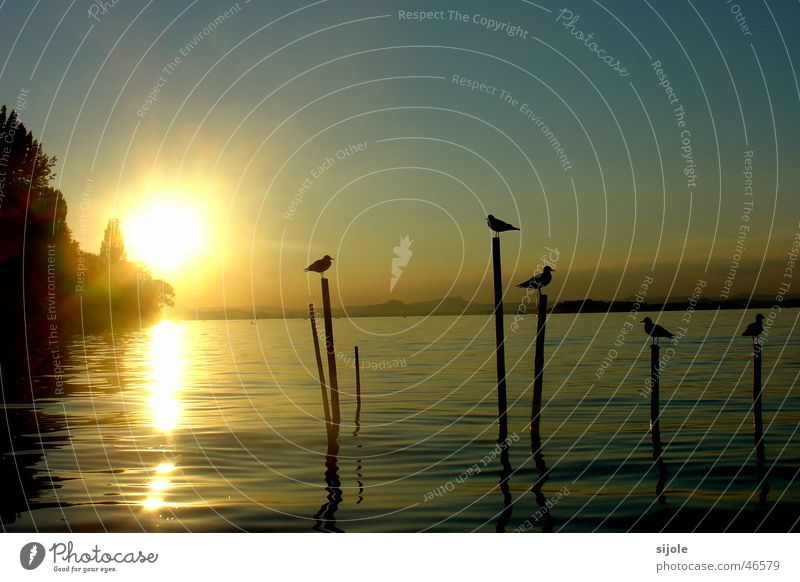 Birds in the sunshine Sun Lake Sunset Reichenau island Summer Yellow Lake Constance Pole seagulls Island Sky Blue